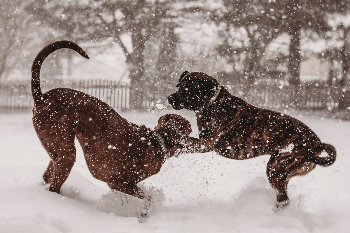 Creative Photograph of Dogs in the snow
