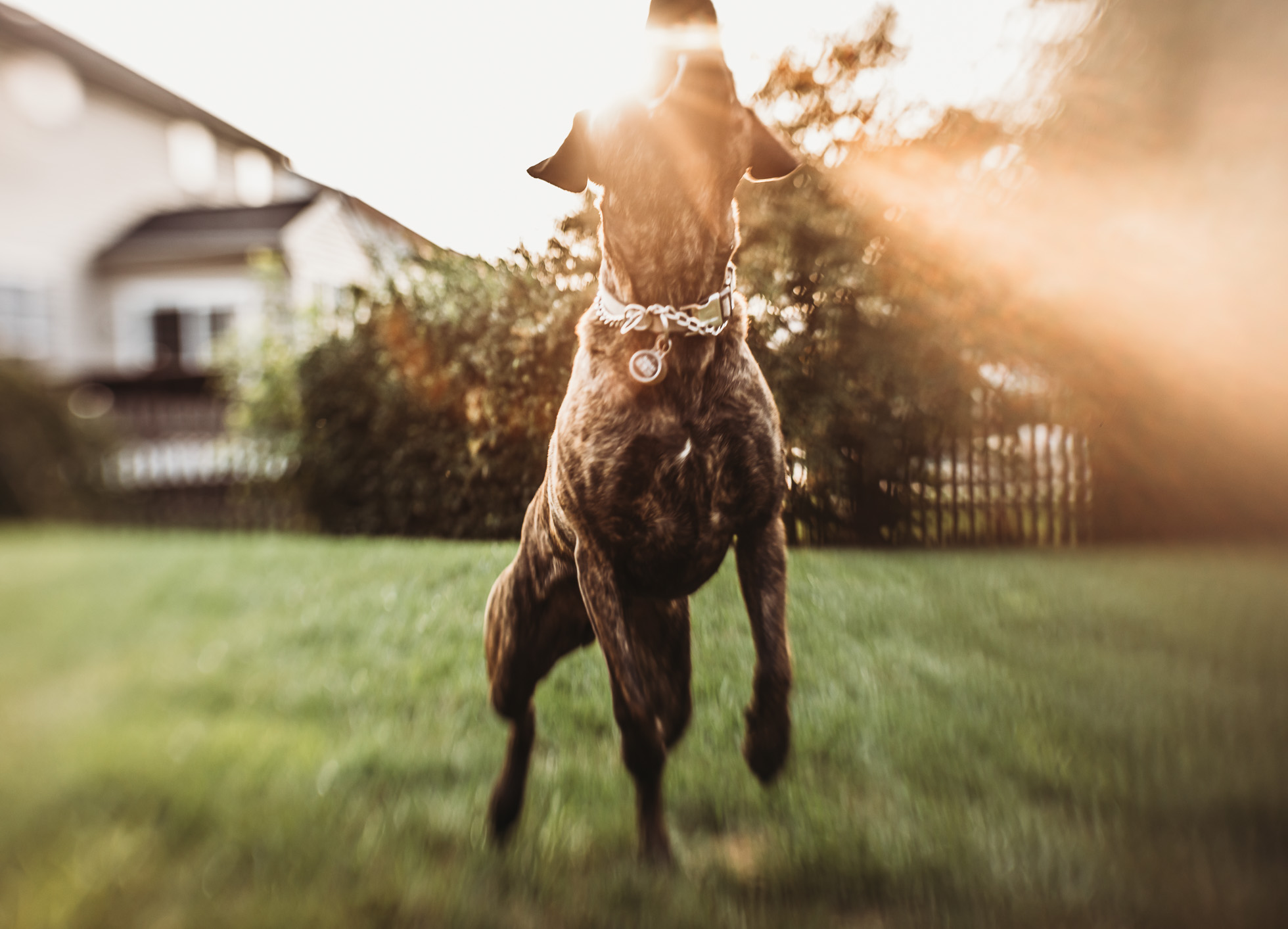 Creative Photograph of dogs running