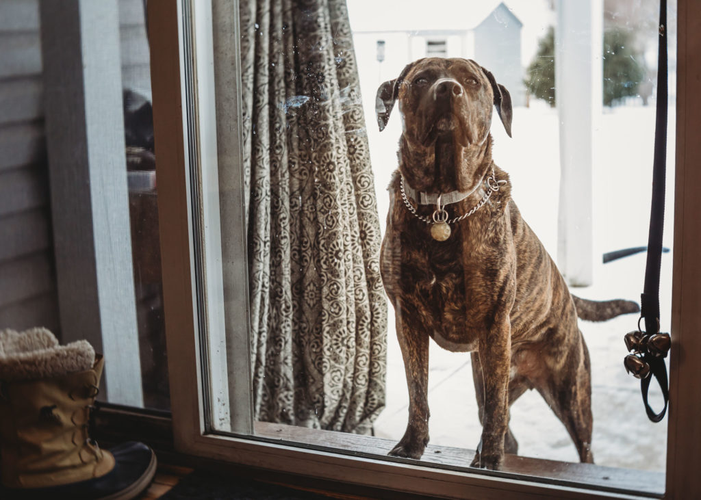 Creative Photograph Dogs in doorway