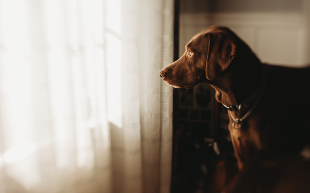 Creative Photograph of dogs looking out window