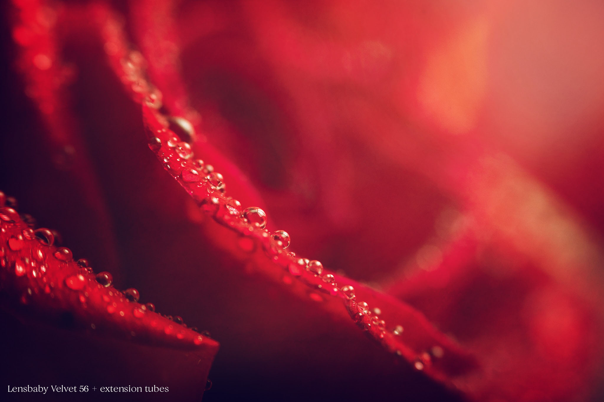 Intro to Macro Photograph - Water Drops