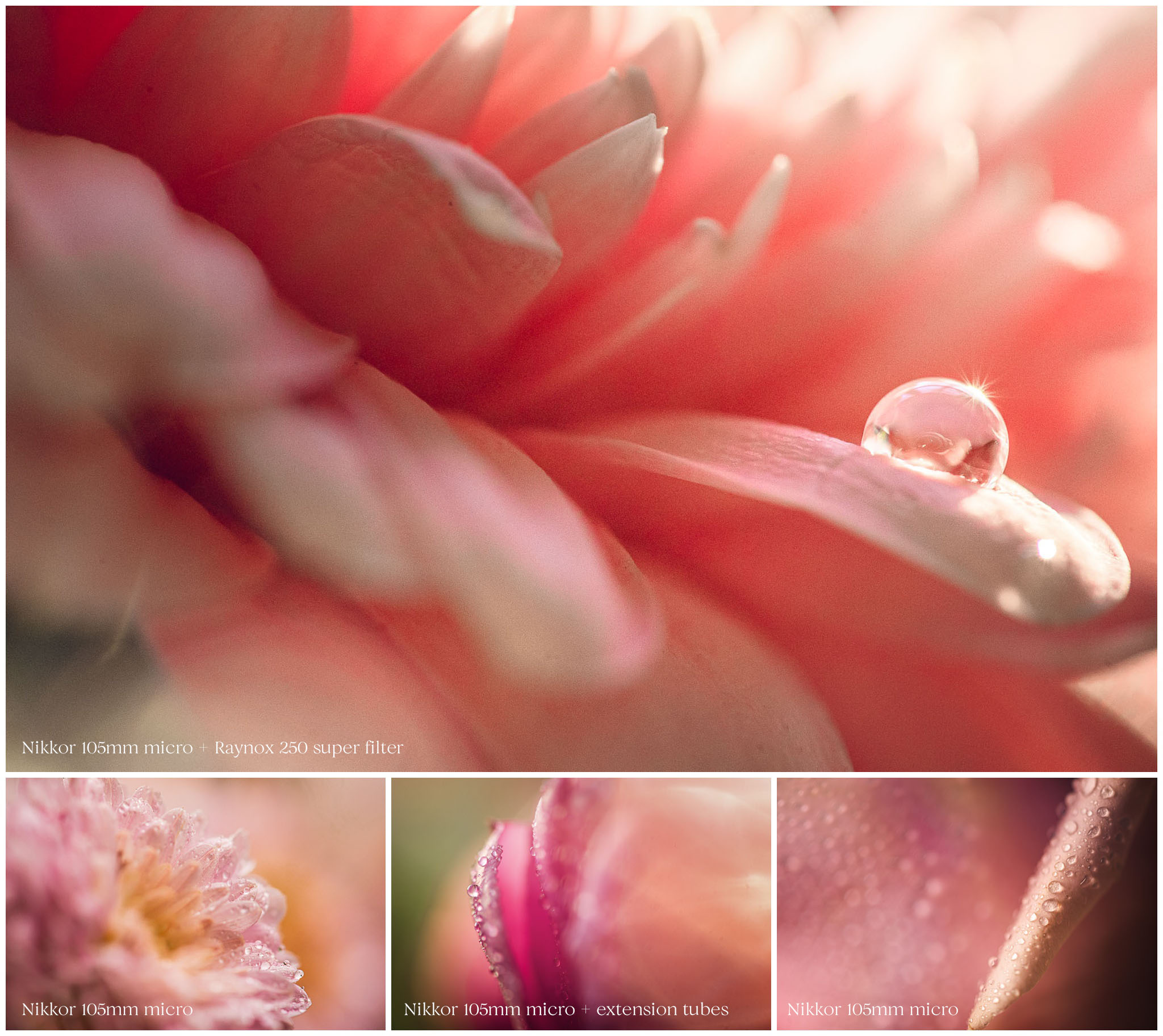 Intro to Macro Photography - pink collage