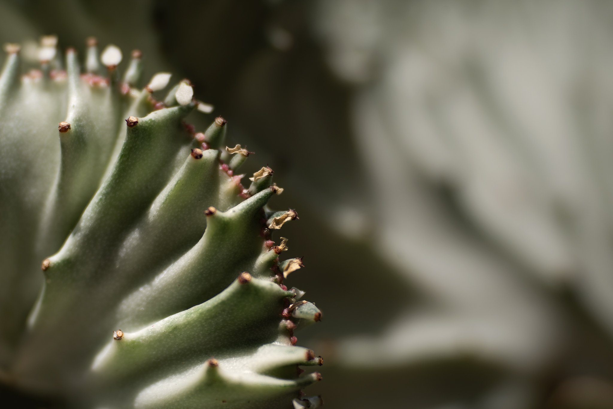 Storytelling in nature - coral-cactus-image