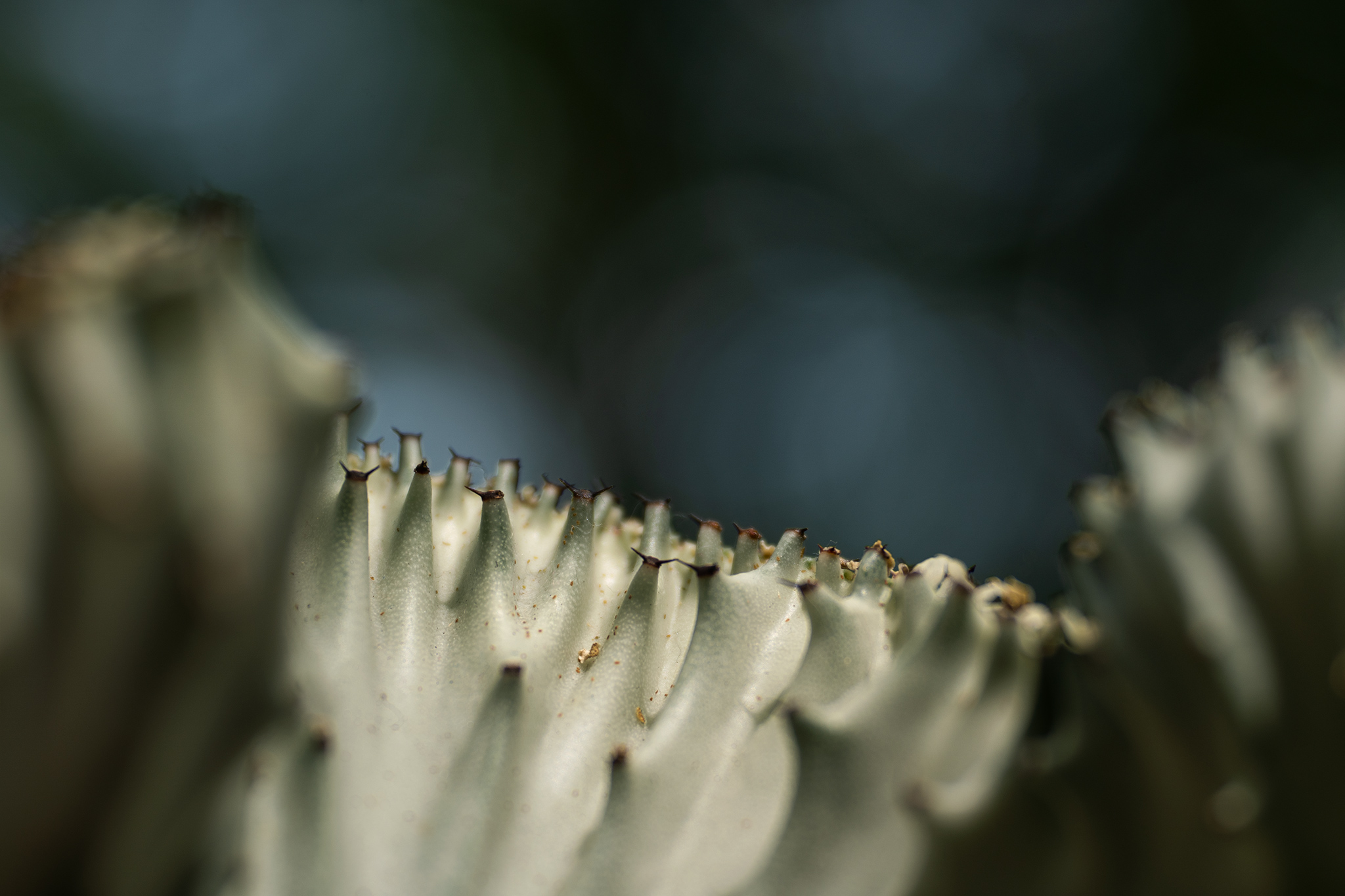 coral-cactus-image-2-michelle-baisa