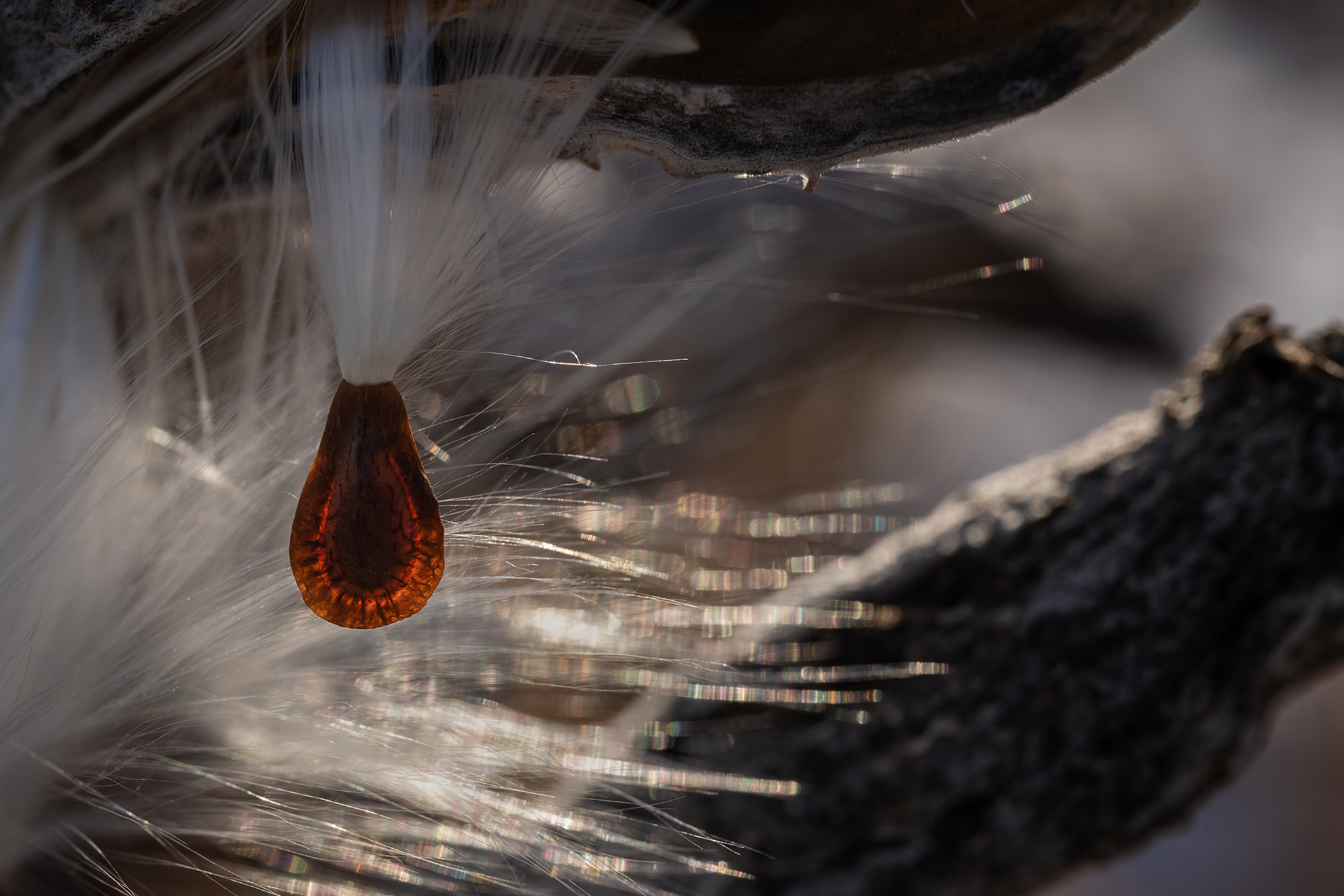 Storytelling in Nature - milkweed-seed