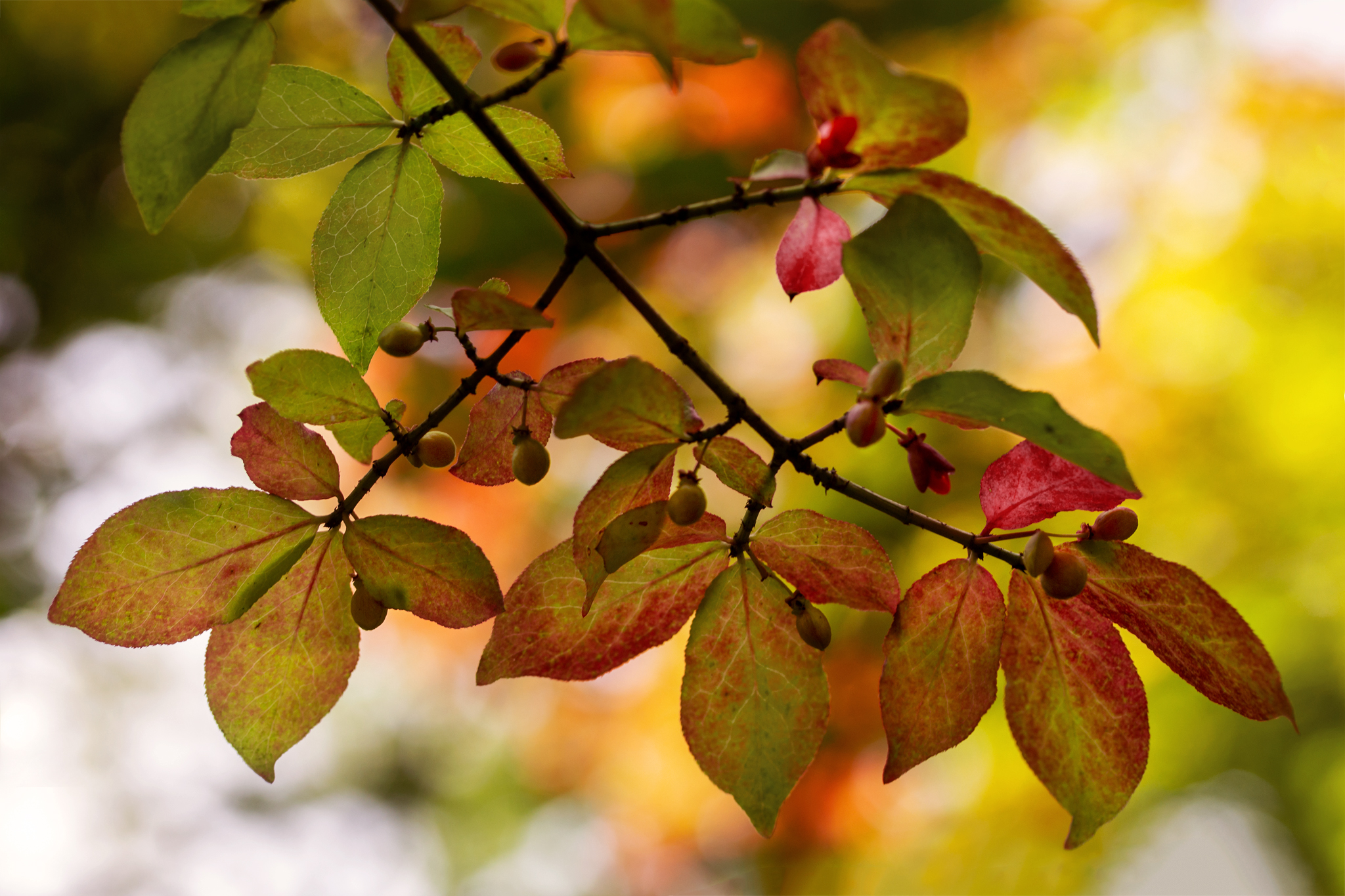 Complementary red and green leaves