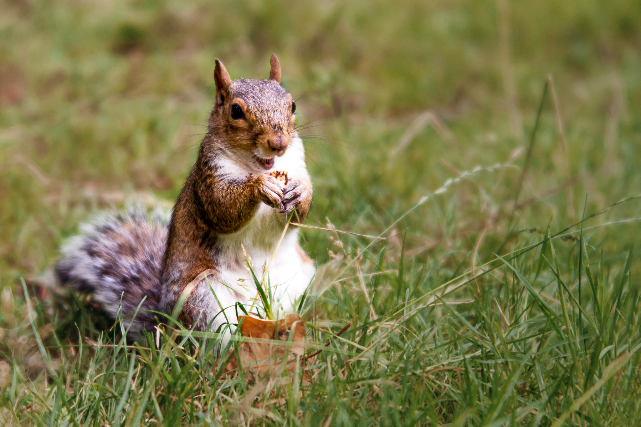 Capturing Nature in Autumn - Happy Squirrel