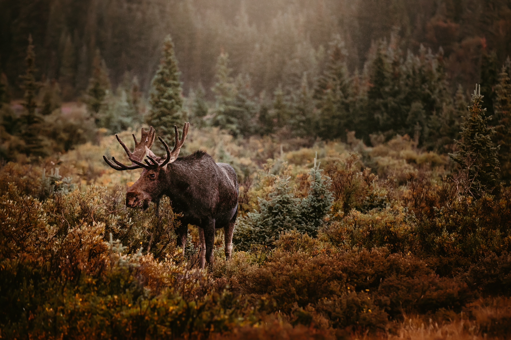 Location Scouting - Moose