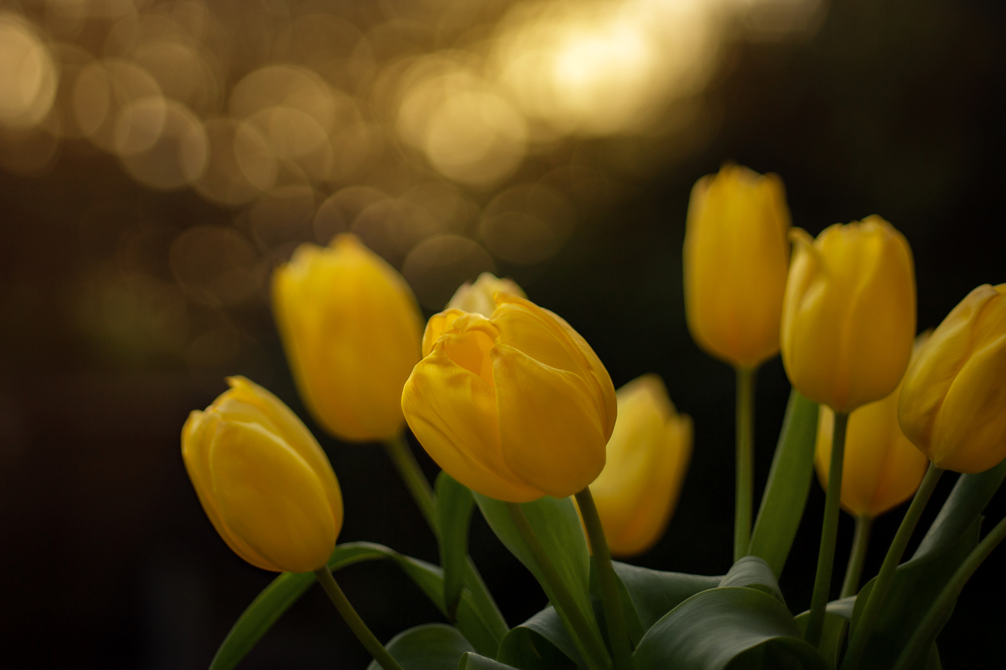 Getting Creative with photography - Freelensed Tulips