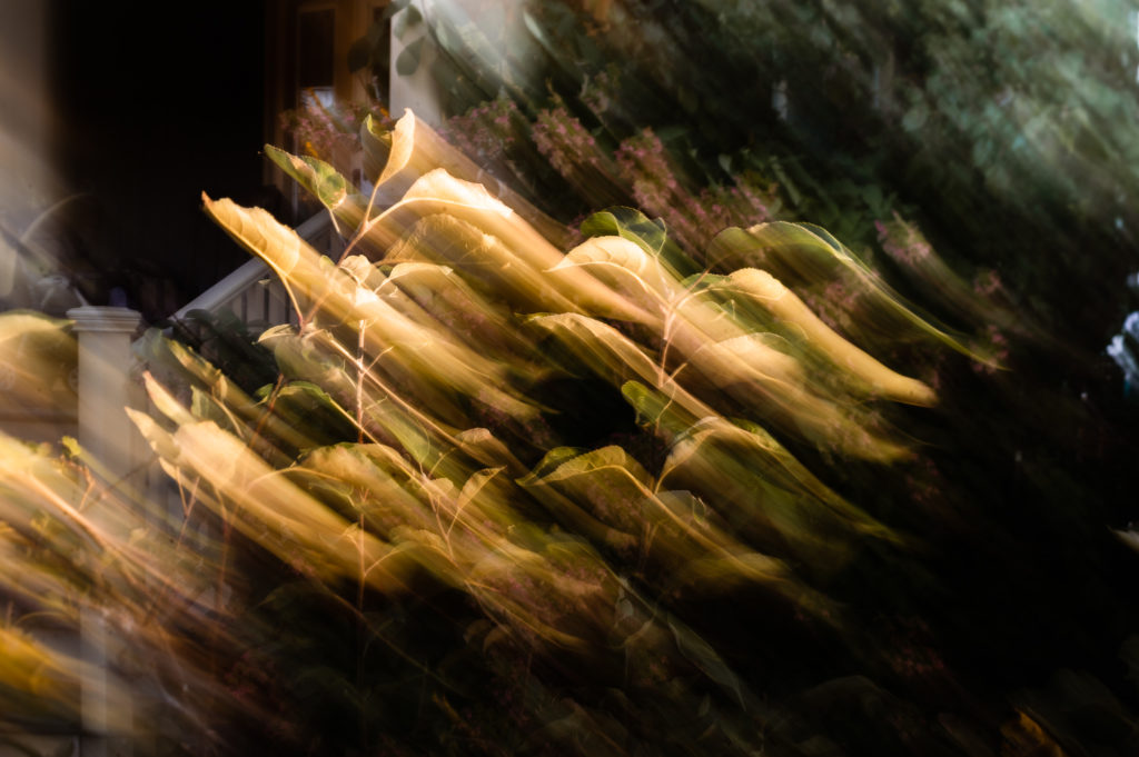 Intentional Camera Movement - Front Porce