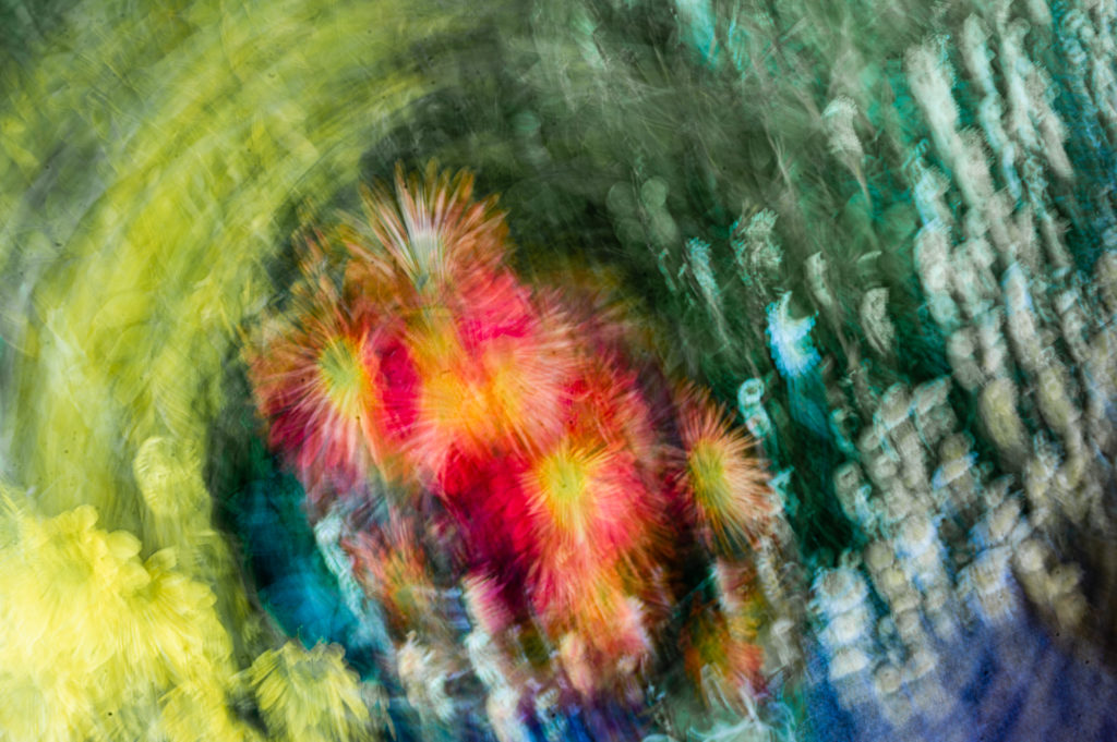 Intentional Camera Movement - Multi Colored Flowers