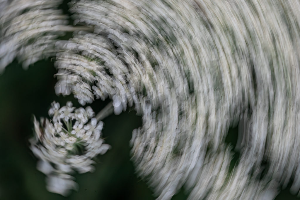 ICM - Queen Anne's Lace