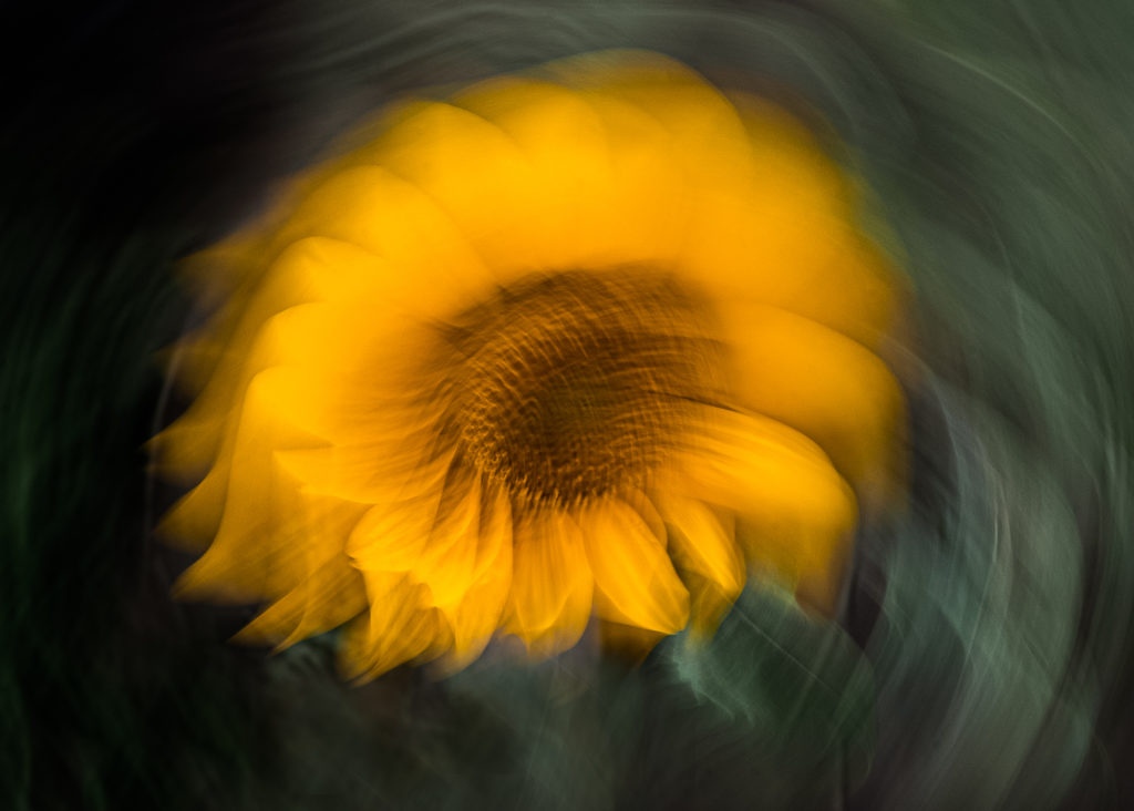 Intentional Camera Movement - Sunflower