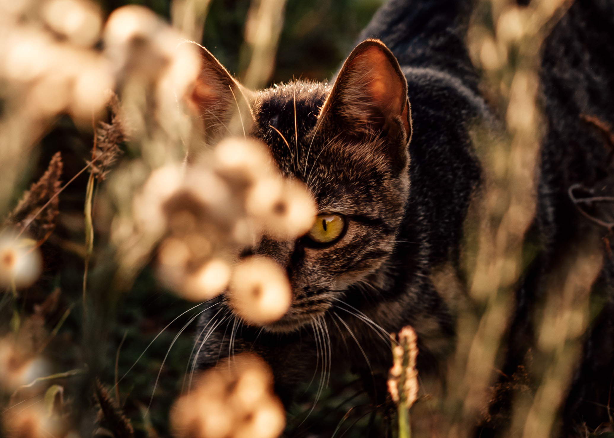 Why Back Button Focus (BBF) is my BFF - Cat in the grass
