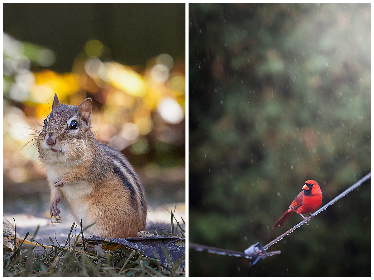 Intro to wildlife photography