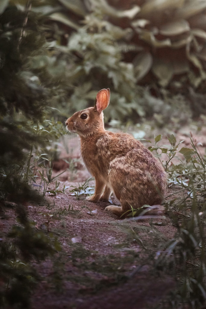 Intro to Wildlife Photography - bunny