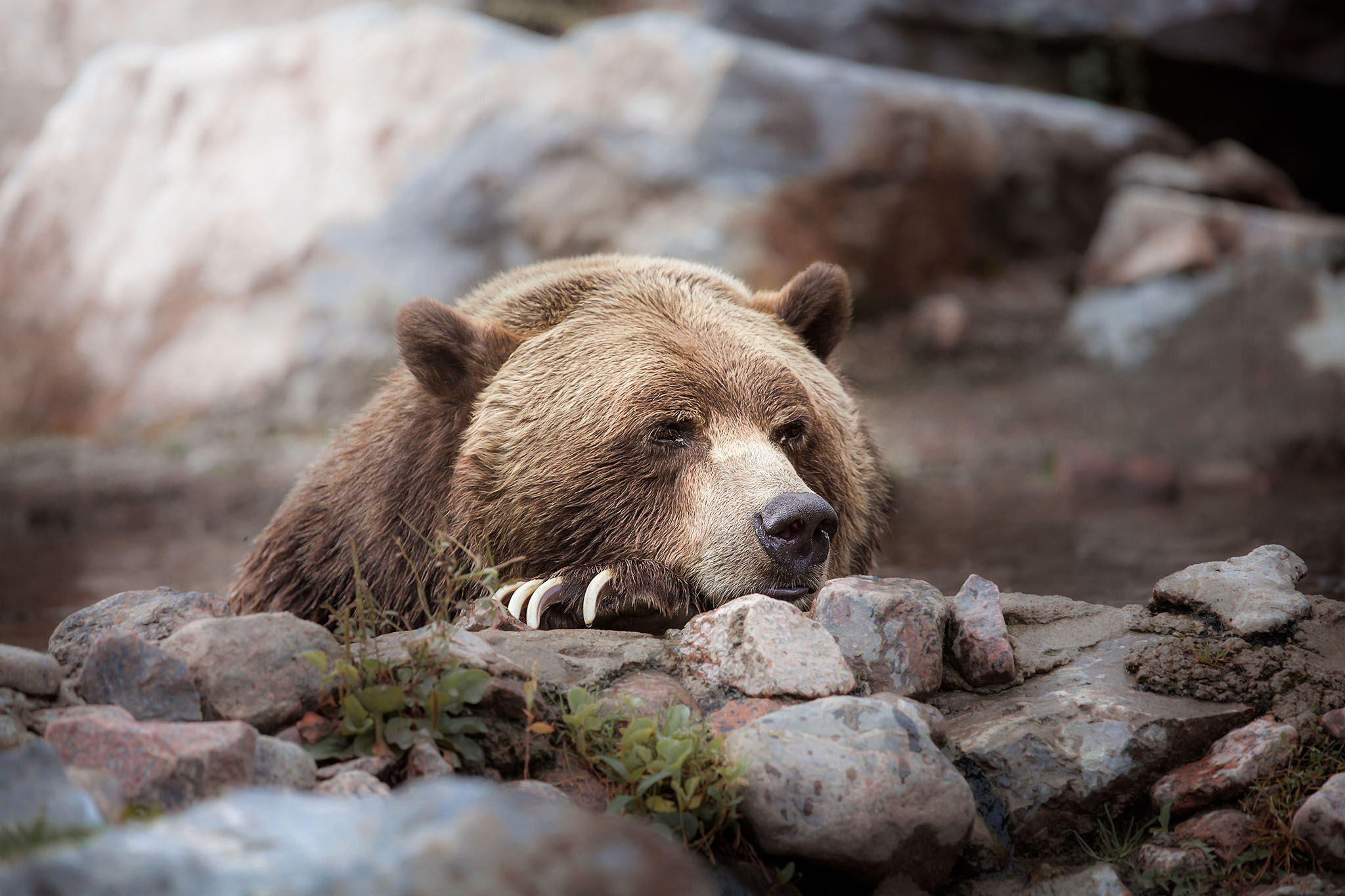 Intro to Wildlife Photography - Bear
