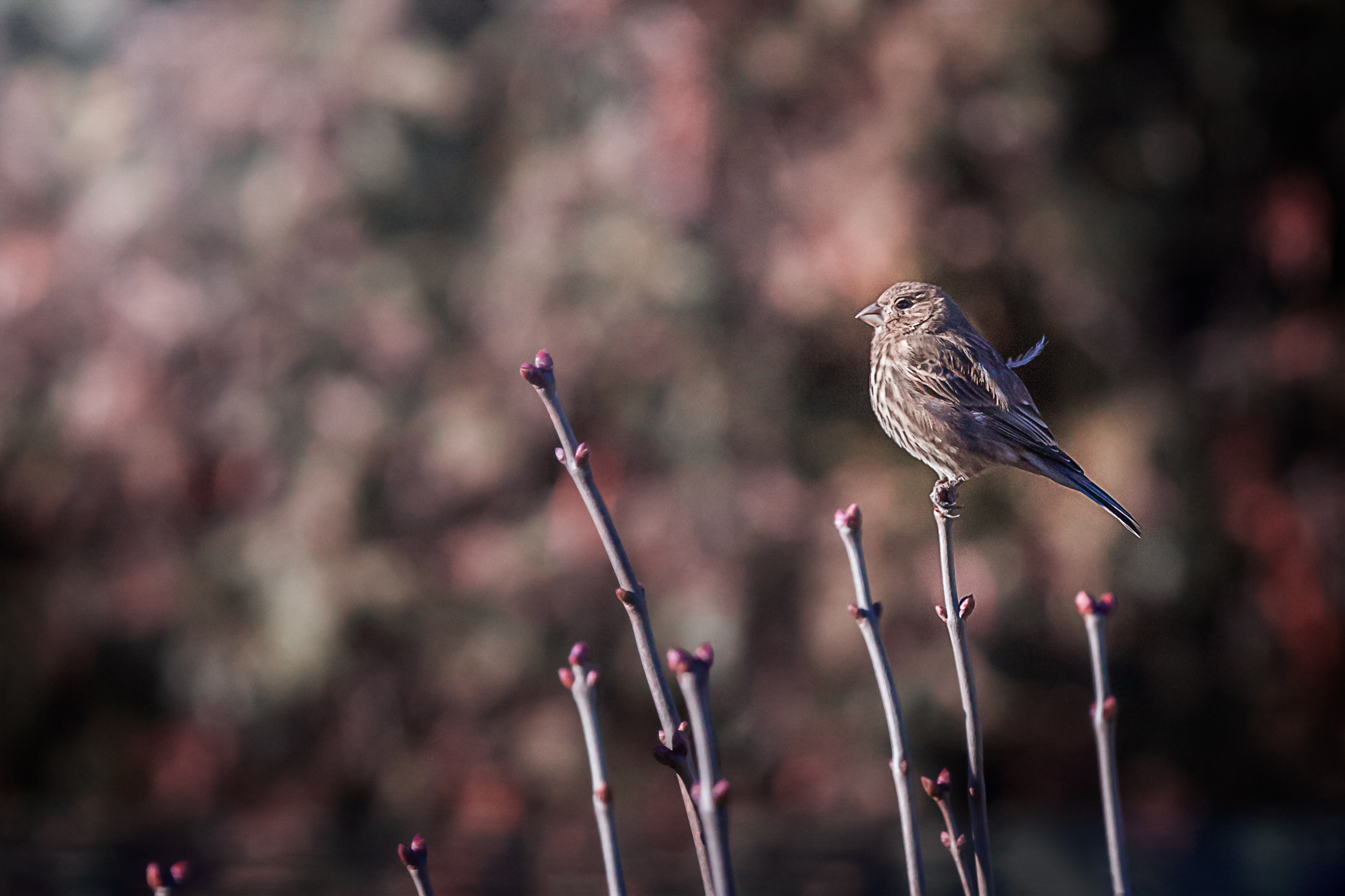 Intro to Wildlife Photography - Bird