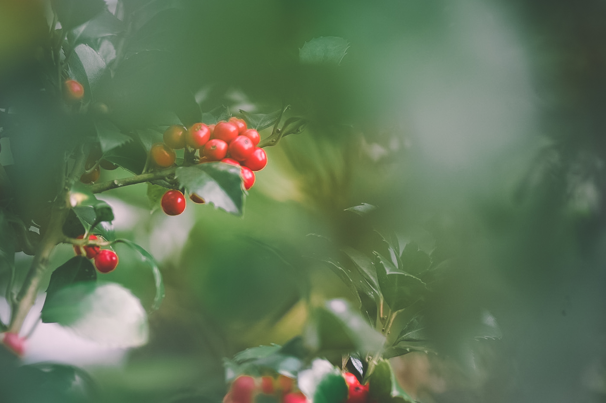 Hello Creative Monthly Story Project - Jocelyn Velush