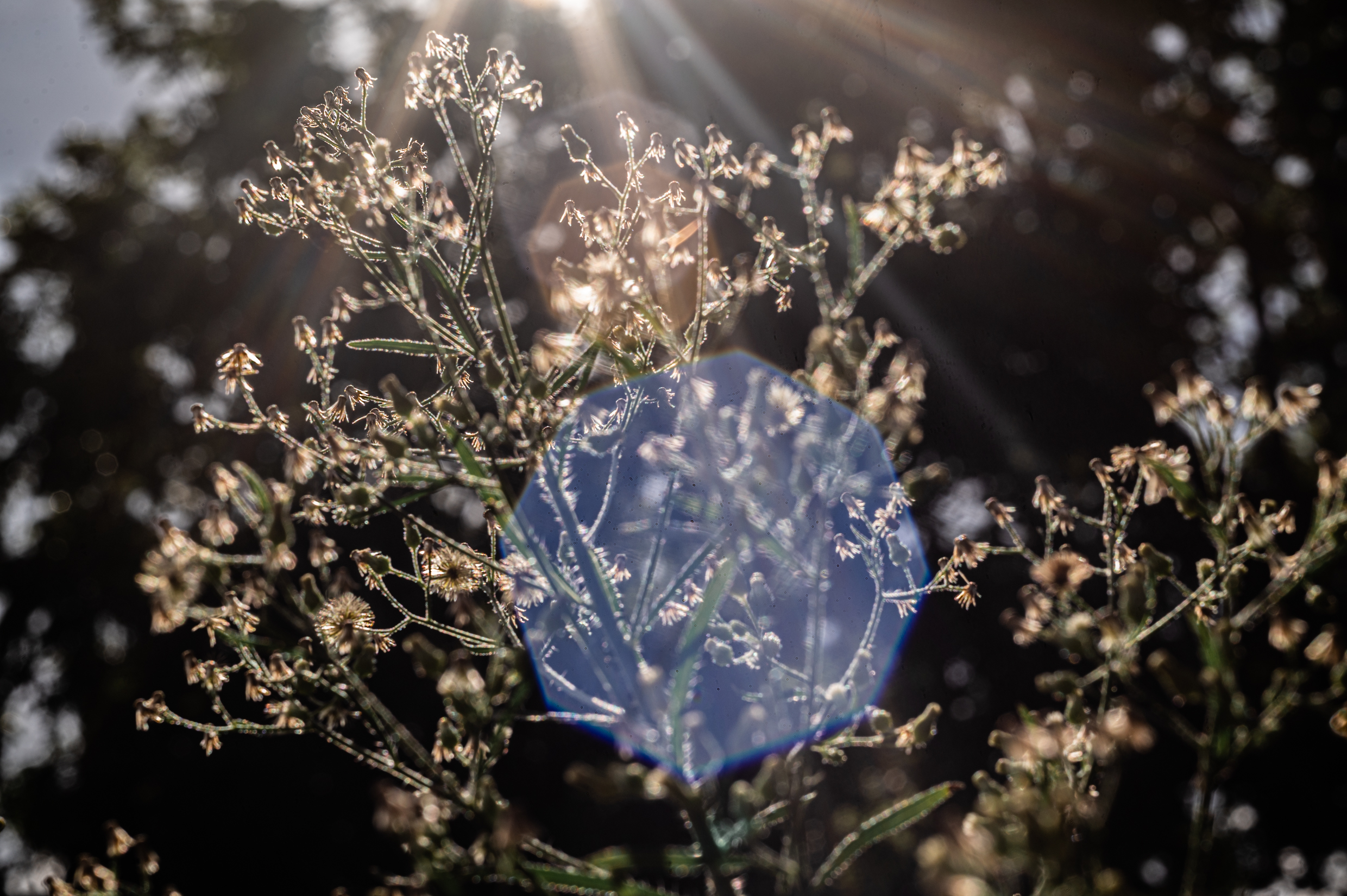 Creating with the helios 44-2 lens - flare behind florals