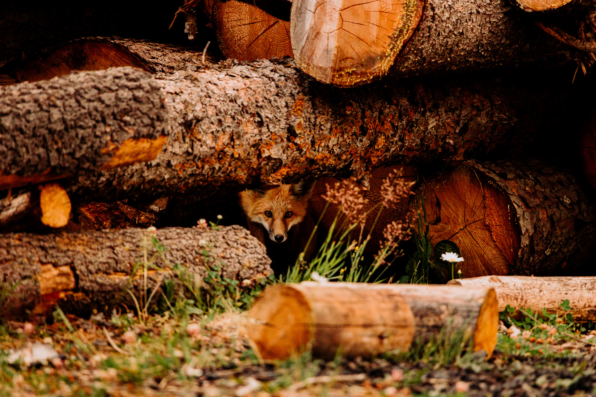 How to enhance your images with framing - Fox in woodpile
