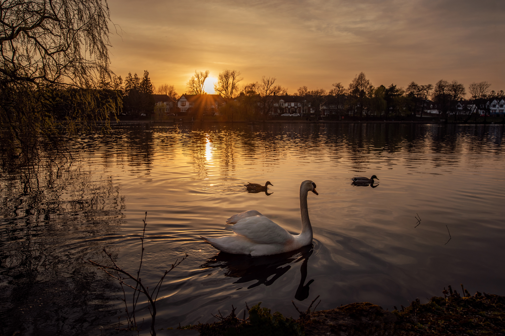 Photography and Mental Health - Swans at sunset