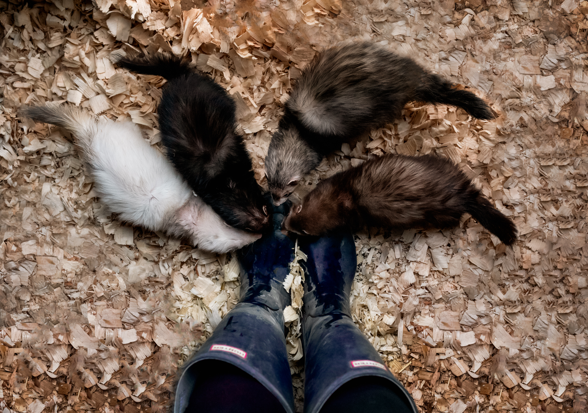 Teens feet with ferrets