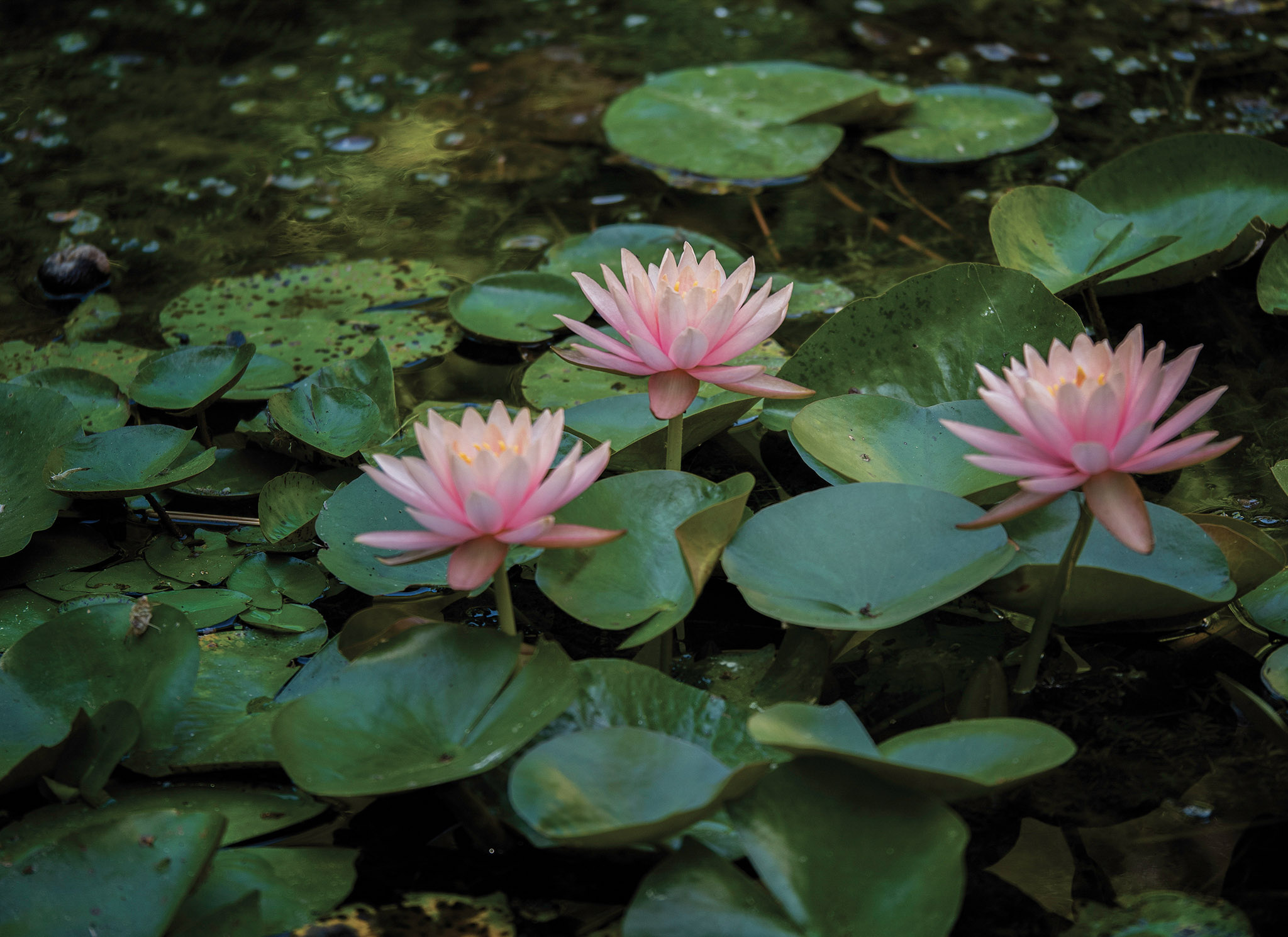 Curiosity and Growth Mindset - lillies in water waterlilies 