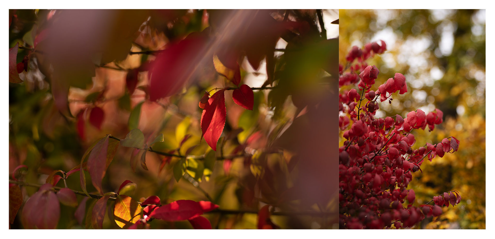 Diptych of Red Leaves 