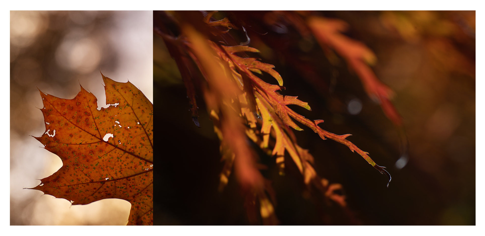 Diptych Storytelling - Maple Leaves