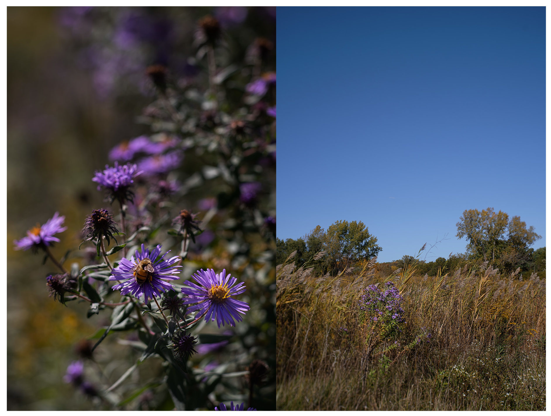 Diptych Storytelling - Purple Asters