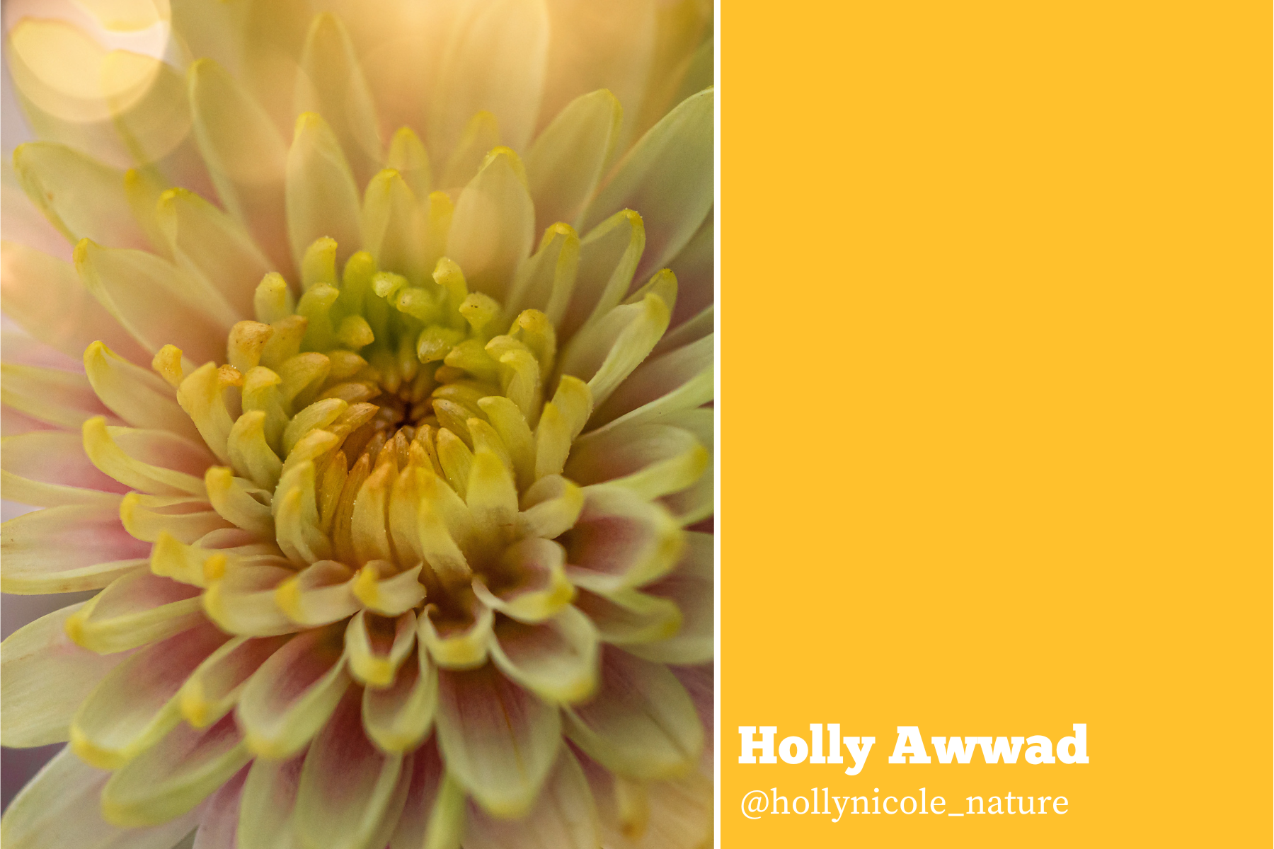 Hello Creatives Monthly Story Project - Holly Awwad