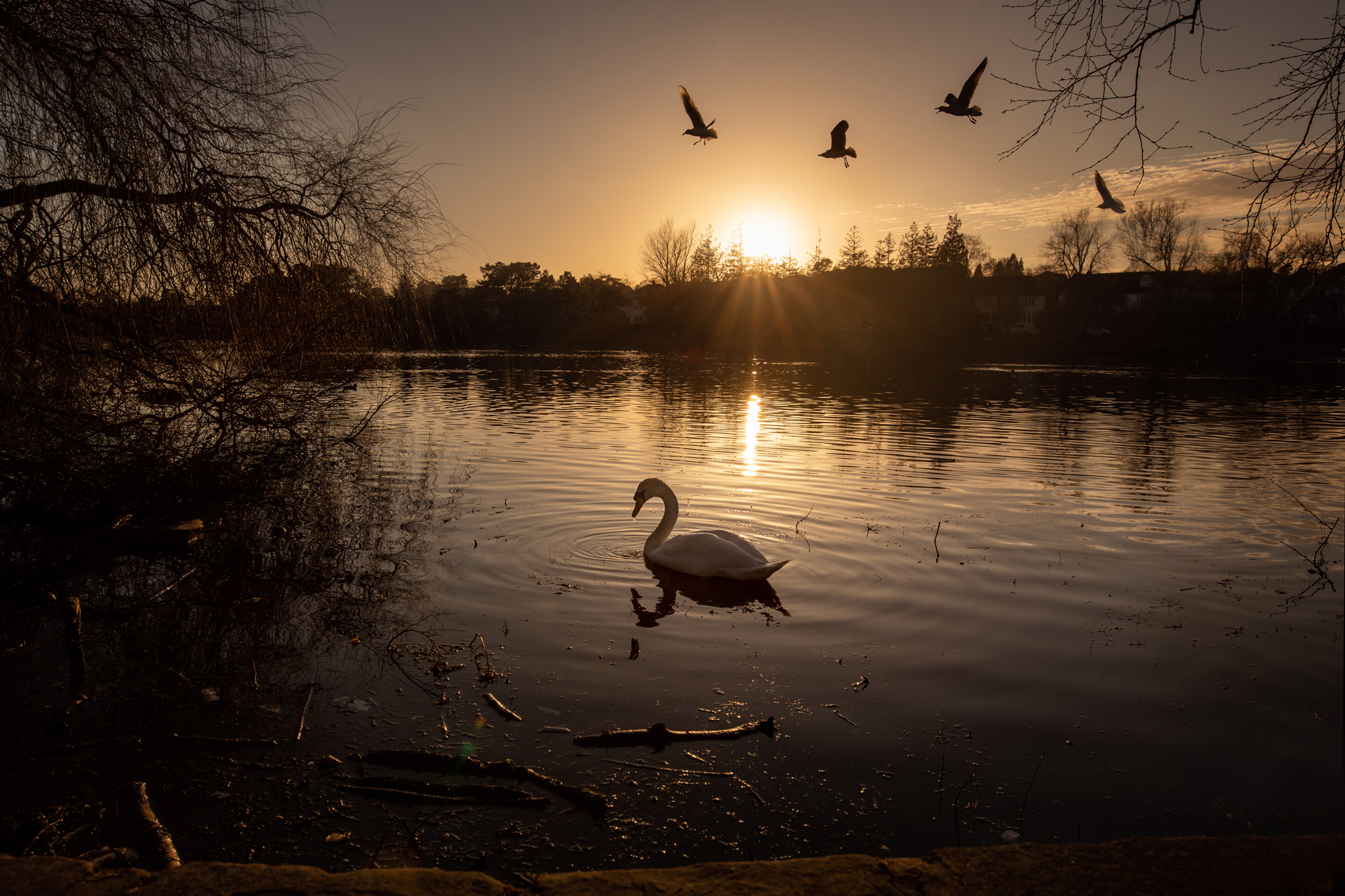 Hello Storyteller Mentor of the Quarter: Swan at sunset