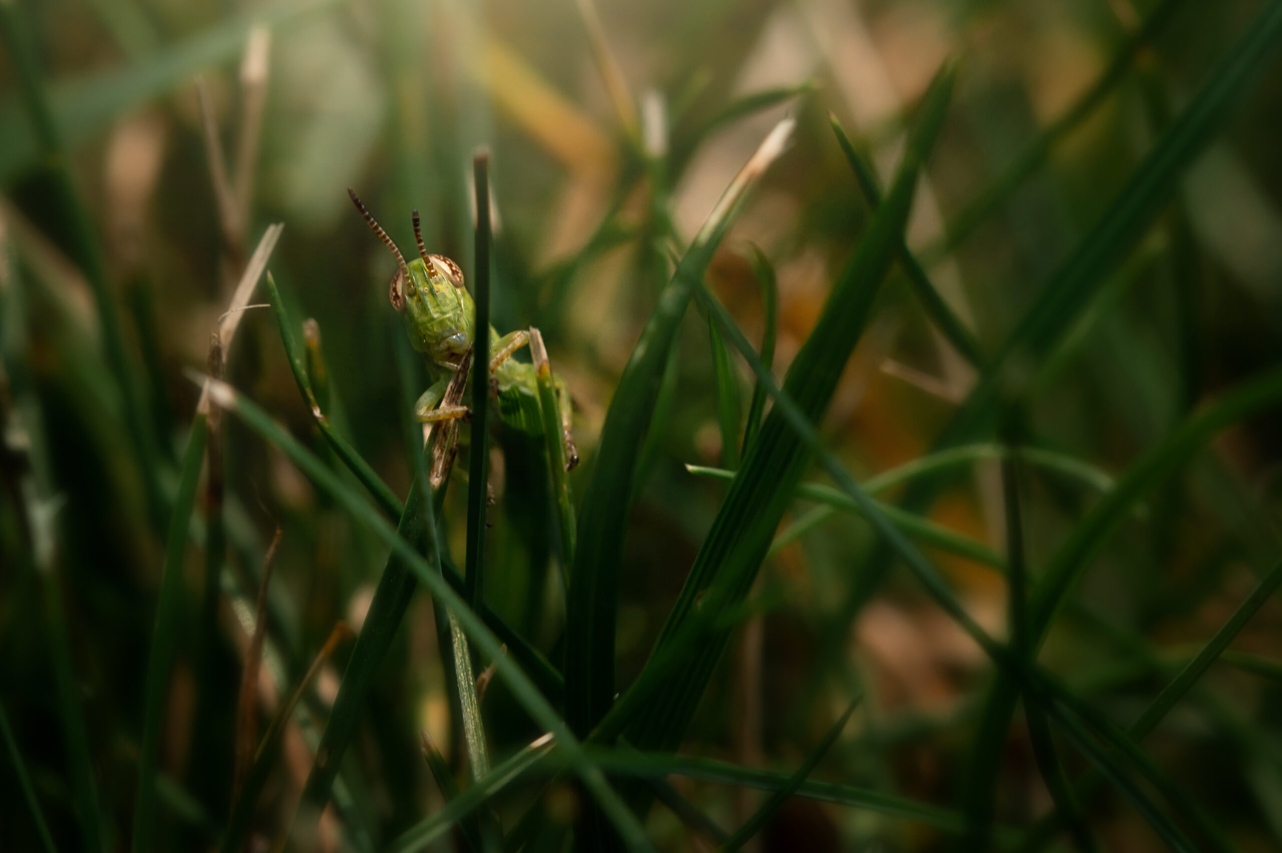 Grasshopper in the grass