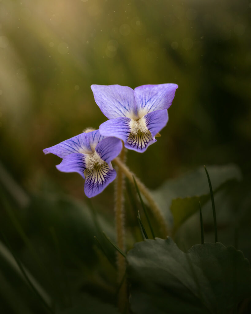 Finding Beauty in Nature - Violets