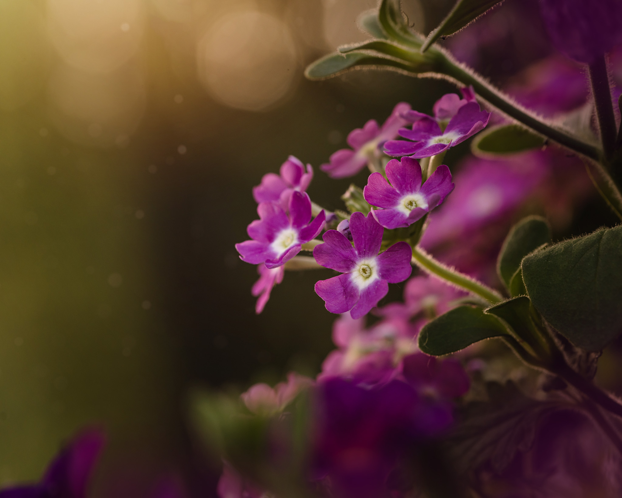 Finding Beauty in Nature: Small purple flowers