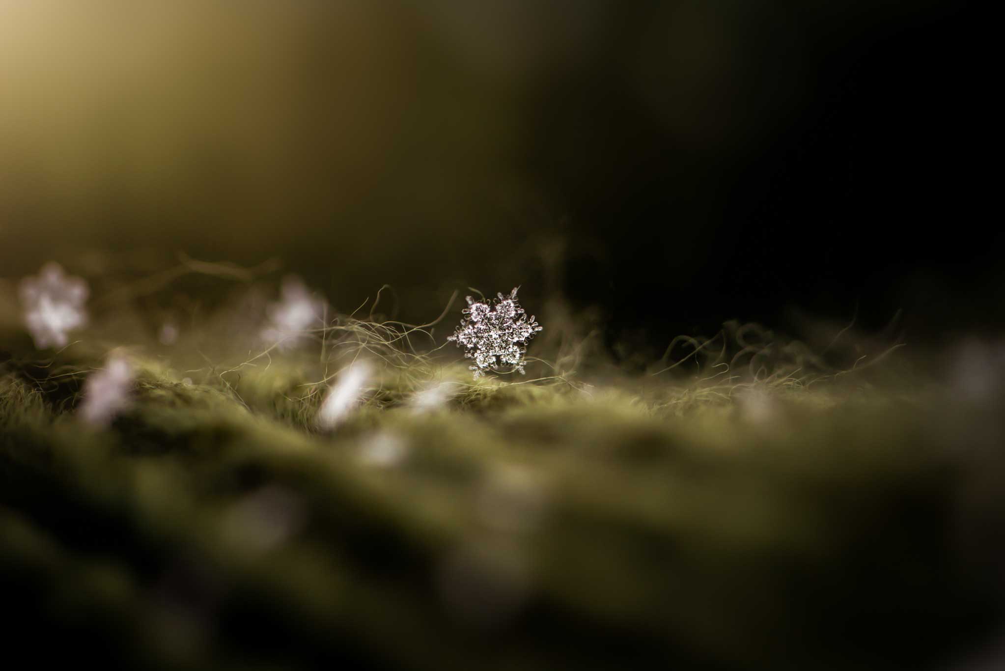 6 Tips to Get the Creative Juices Flowing - macro of a snowflake