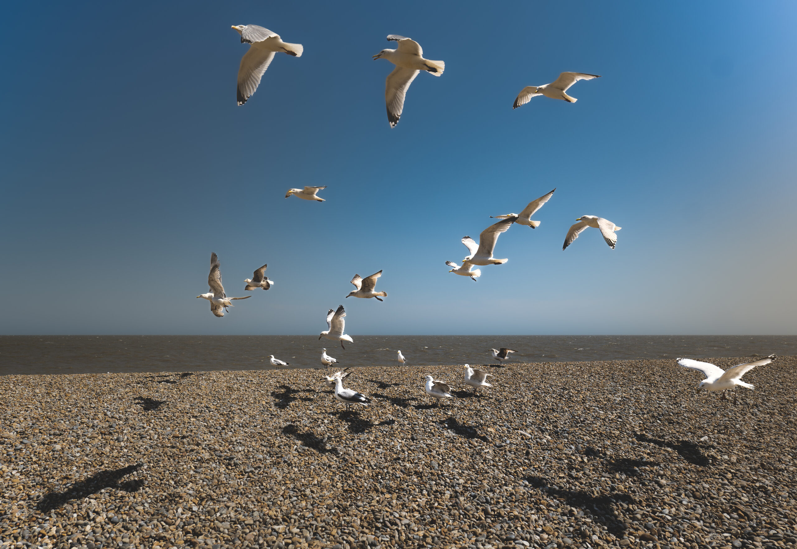 Overcoming imposter syndrome - seagulls at the beach