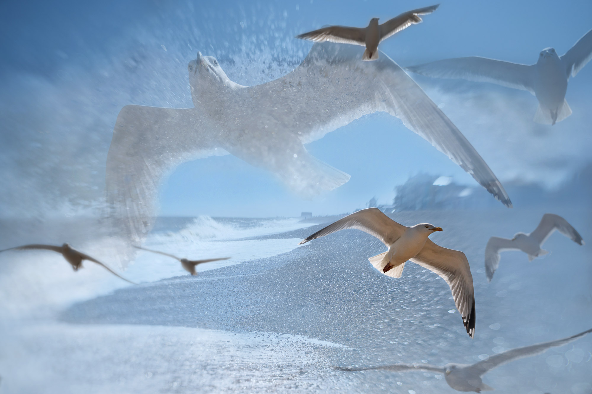 Overcoming imposter syndrome - double exposure of seagulls