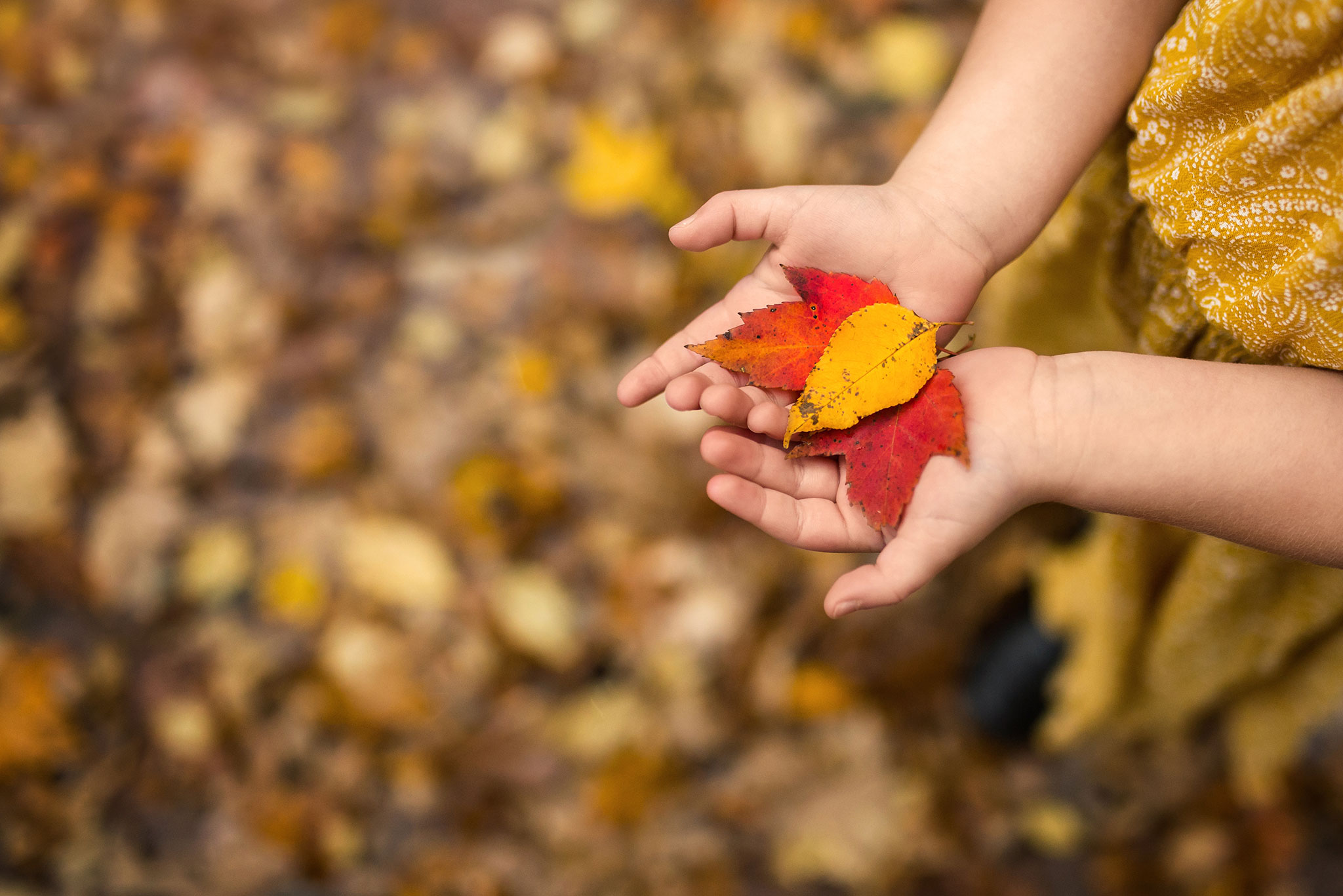 4 Tips for Capturing a Beautiful Autumn - Girl holding autumn leaves