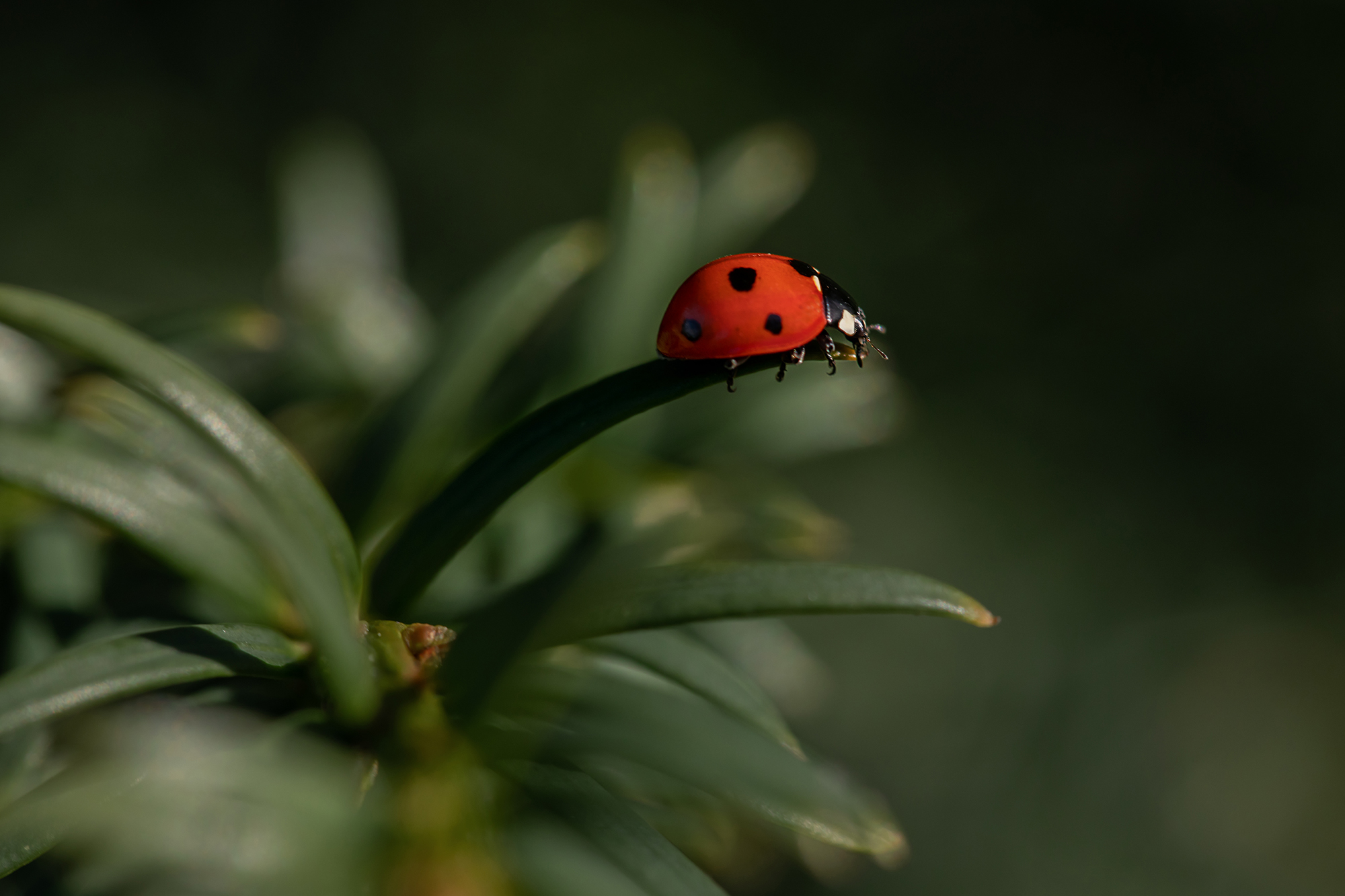a red ladybug on a green leaf demonstrating color theory