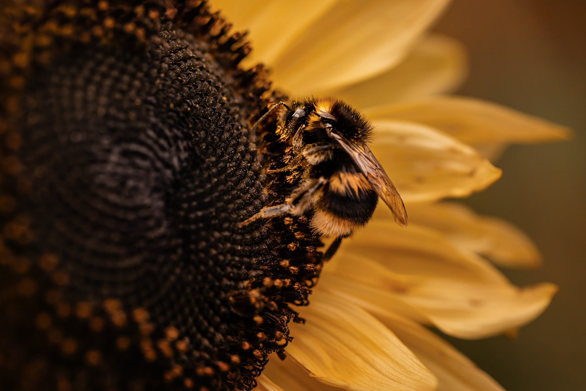 A bee on a sunflower with repeated colours