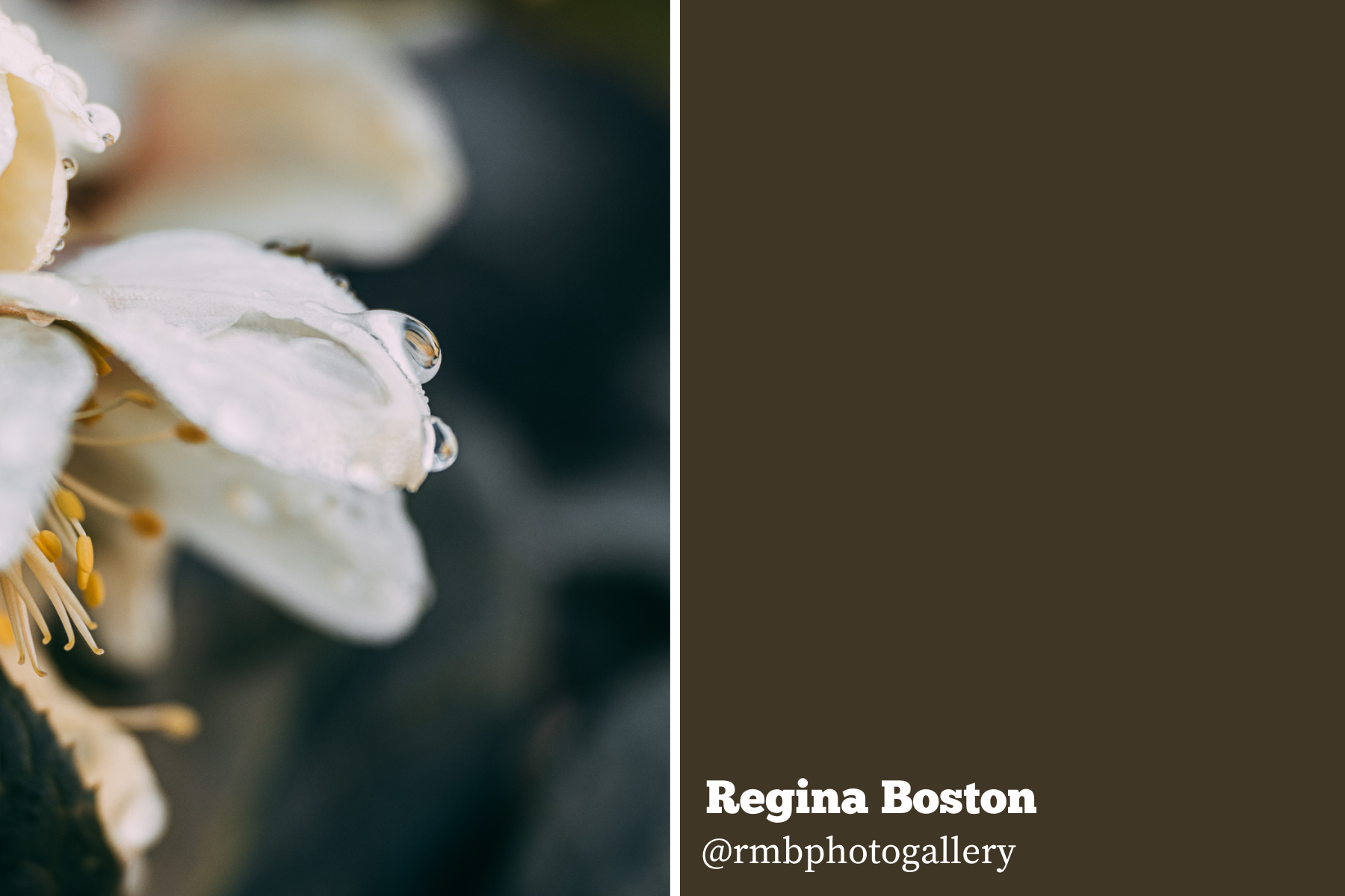 Hello Storyteller Member Project - regina-boston-outdoors