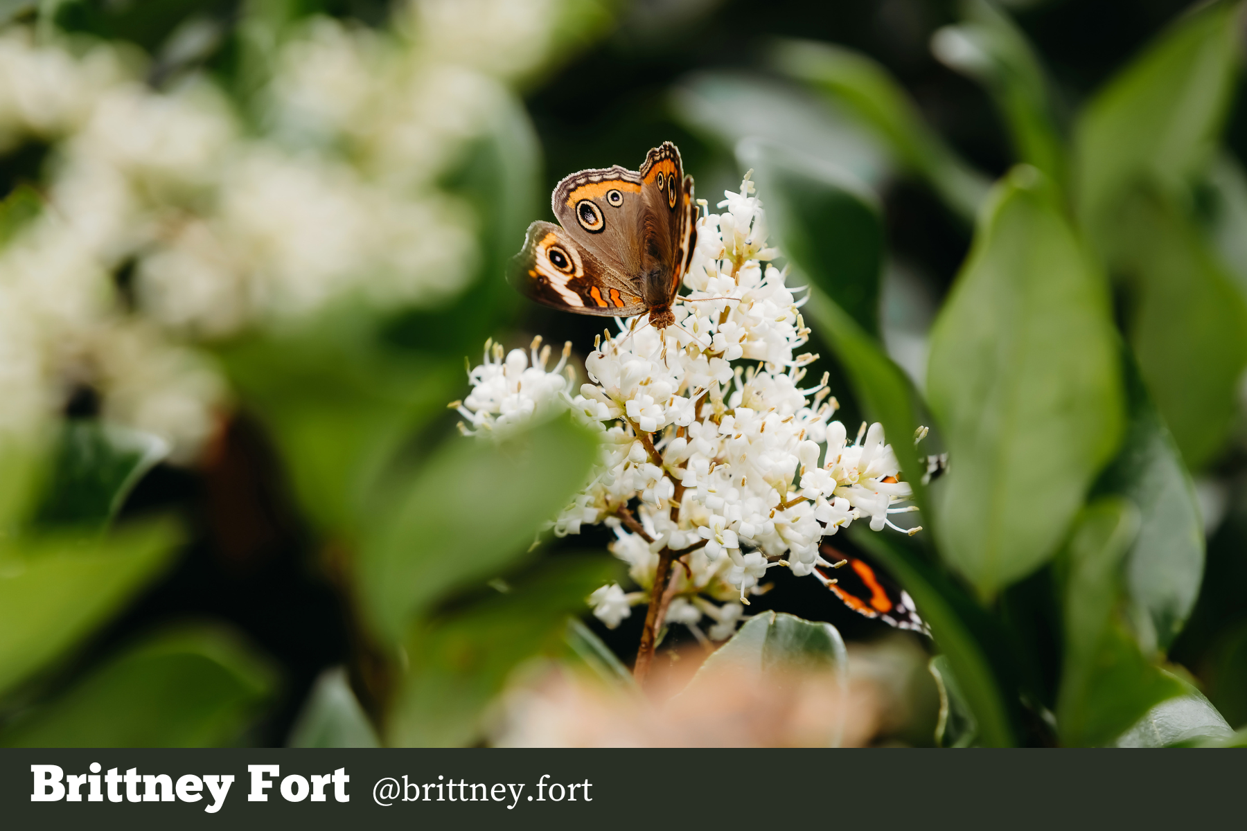 Hello Creatives Monthly Story Project - brittney-nature